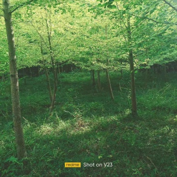 银杏树