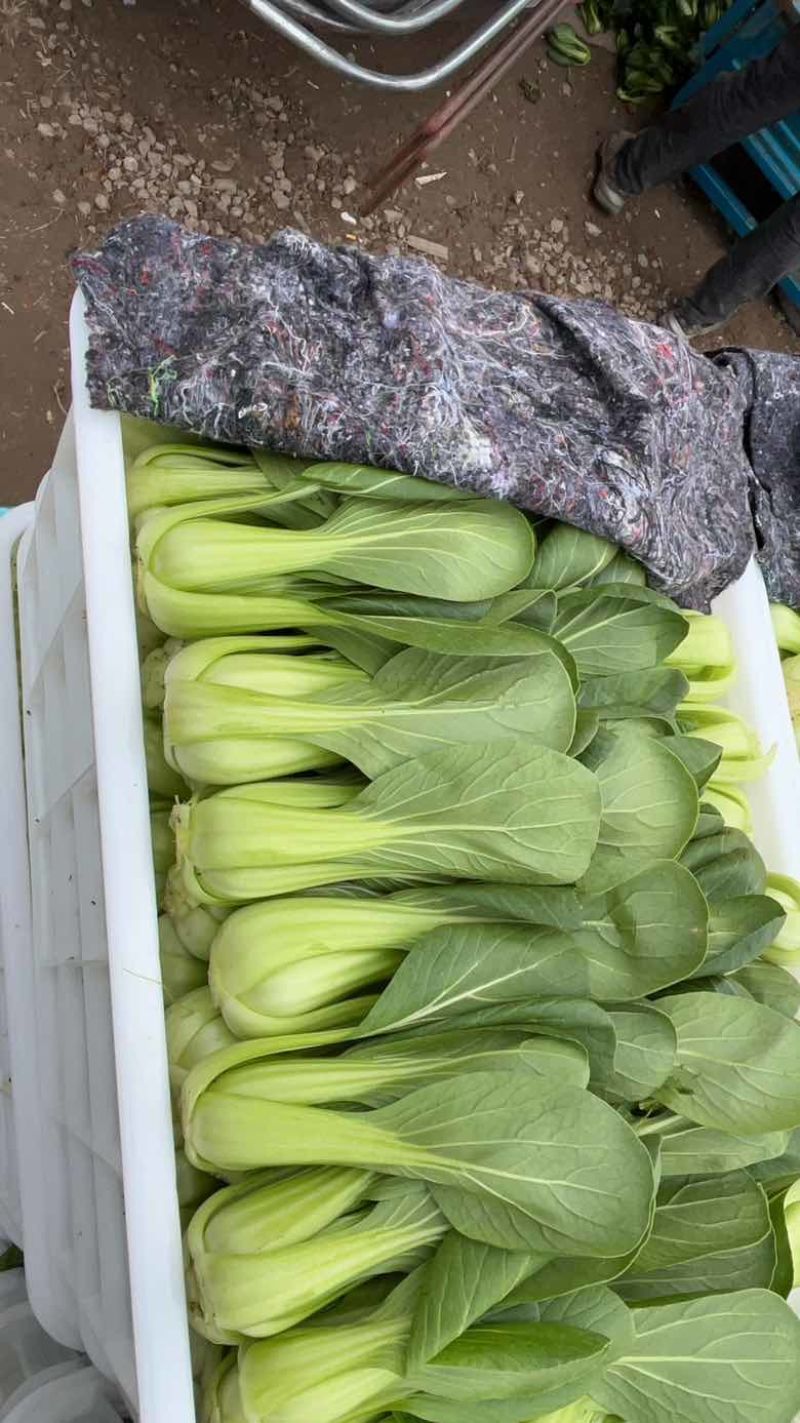 精品上海青，好货一直在，各类叶菜应有尽有…