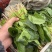 精品上海青，好货一直在，各类叶菜应有尽有…