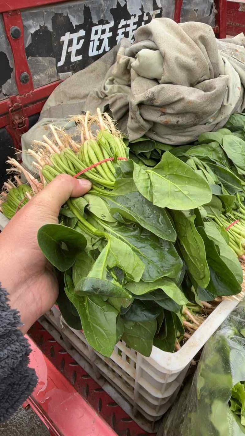 精品上海青，好货一直在，各类叶菜应有尽有…