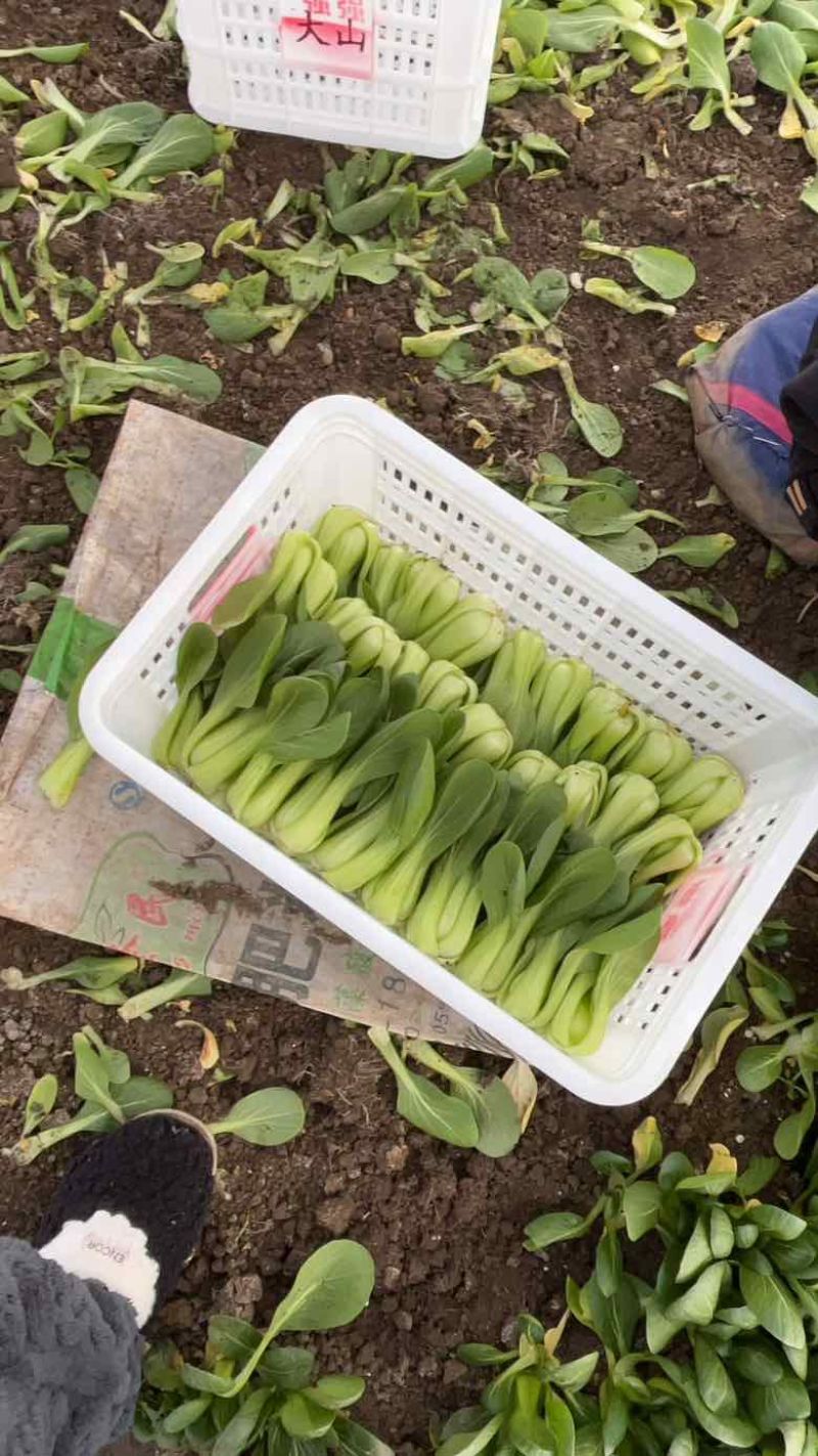 精品上海青，好货一直在，各类叶菜应有尽有…