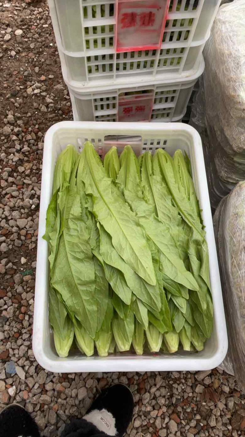 精品上海青，好货一直在，各类叶菜应有尽有…