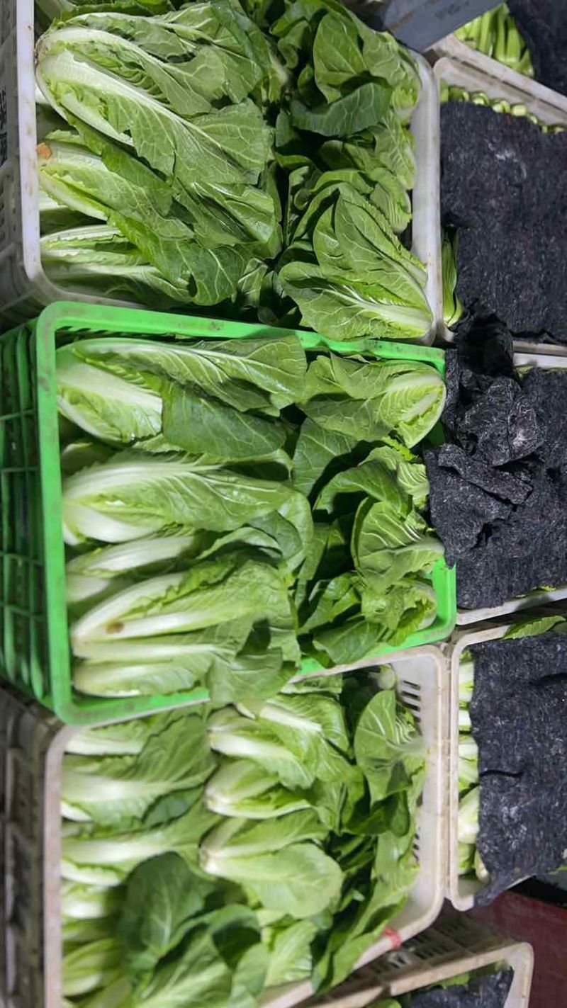精品上海青，好货一直在，各类叶菜应有尽有…