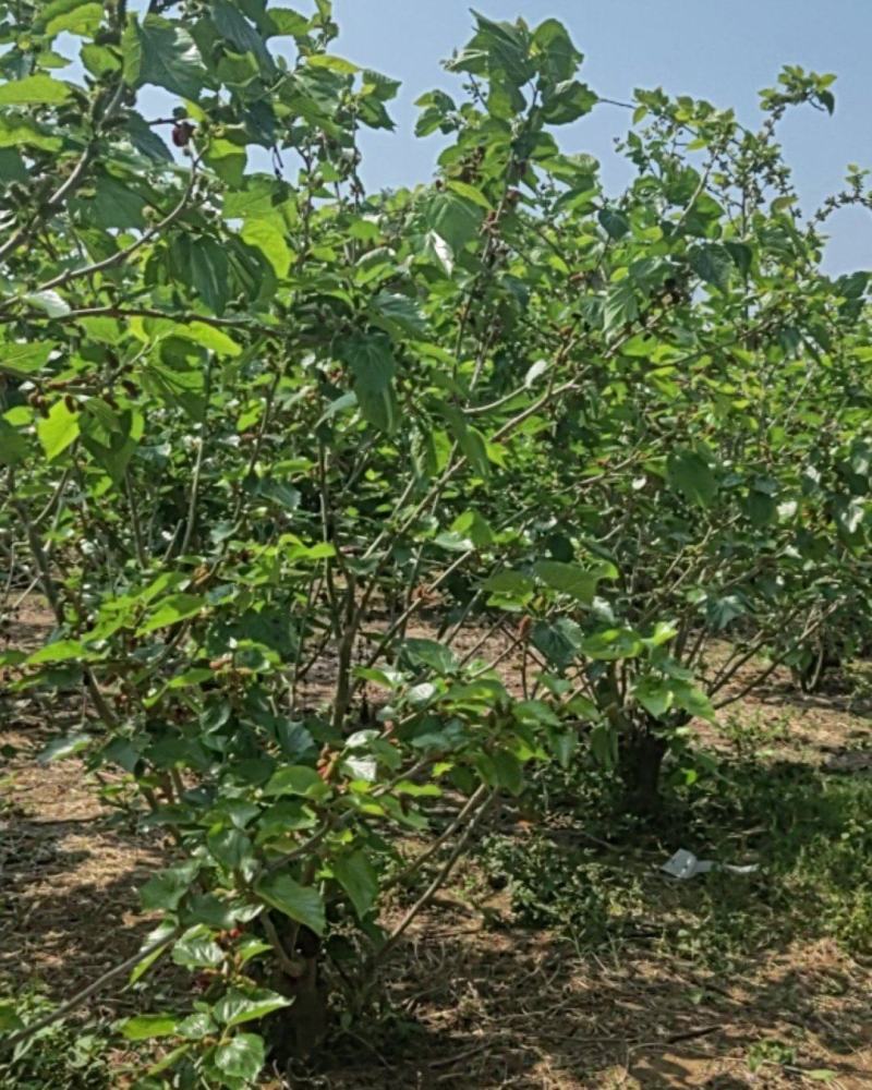 2926年，头茬黑桑椹甜美上市。