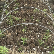 羊肚菌