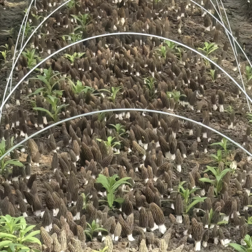 羊肚菌