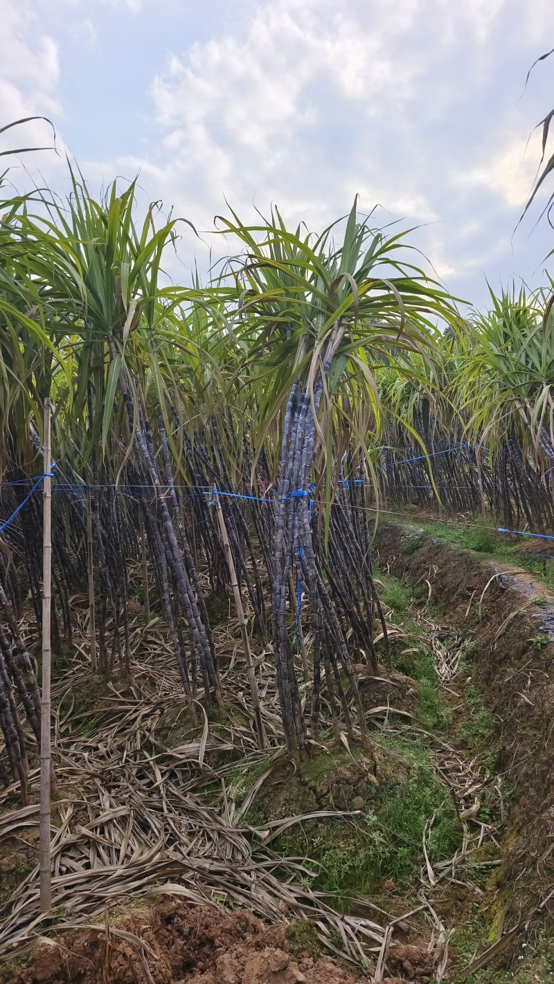 黑皮甘蔗***********