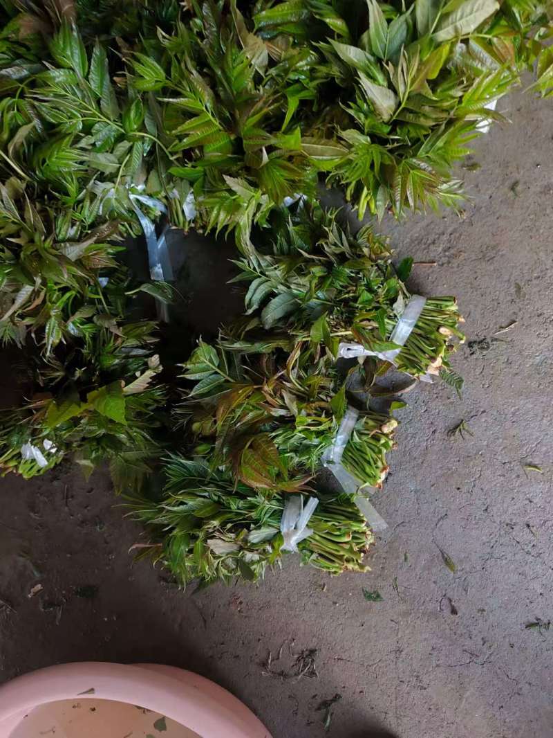 博山四季青香椿大量上市，欢迎询价。