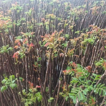 博山四季青香椿大量上市，欢迎询价。