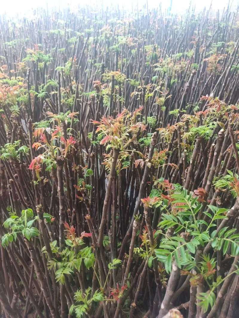 博山四季青香椿大量上市，欢迎询价。