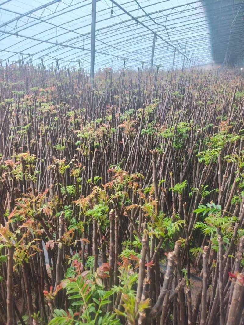 博山四季青香椿大量上市，欢迎询价。