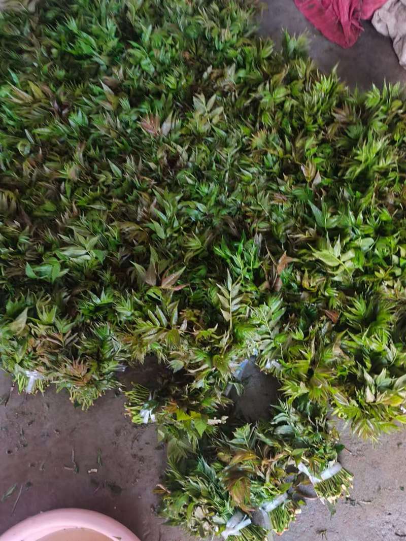 博山四季青香椿大量上市，欢迎询价。