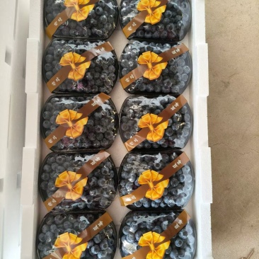 山东蓝莓花香L25