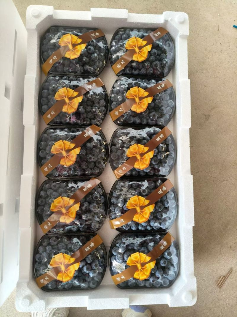山东蓝莓花香L25