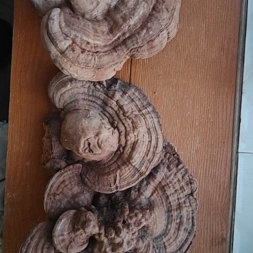树舌灵芝