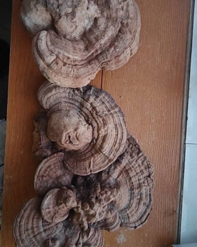 树舌灵芝