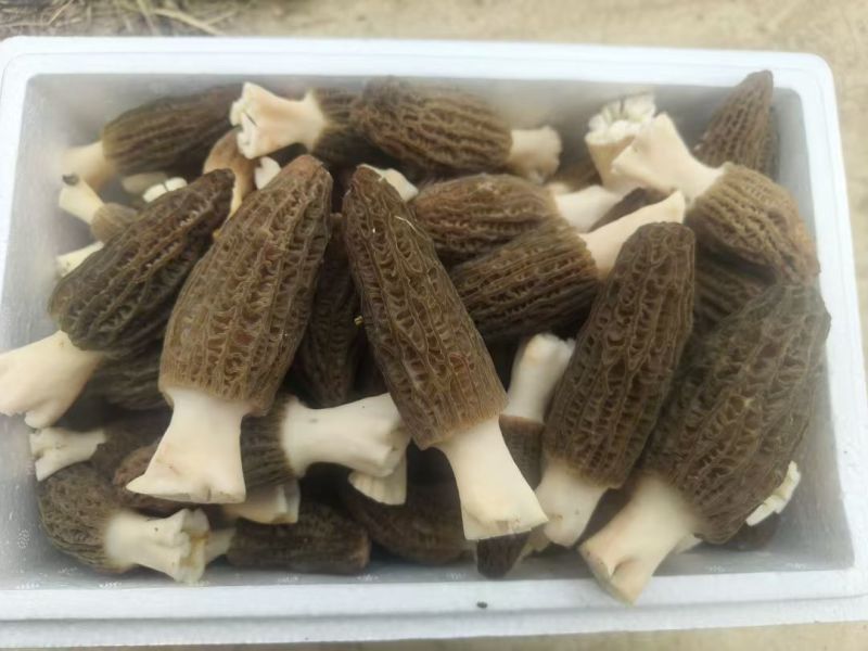 通货产地直发