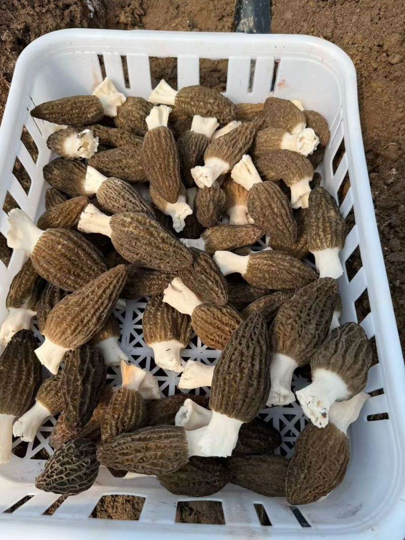 通货产地直发
