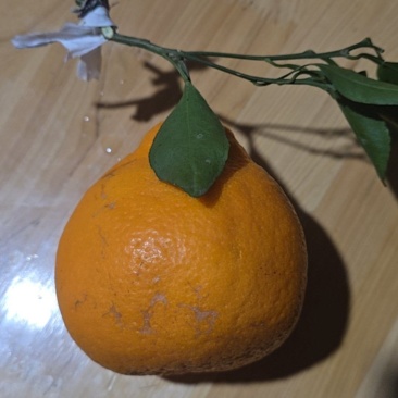 四川眉山市丹棱耙耙柑