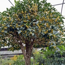 桂花树（金桂）