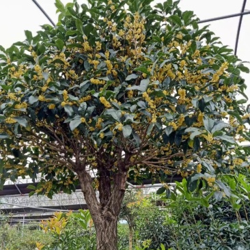 桂花树（金桂）