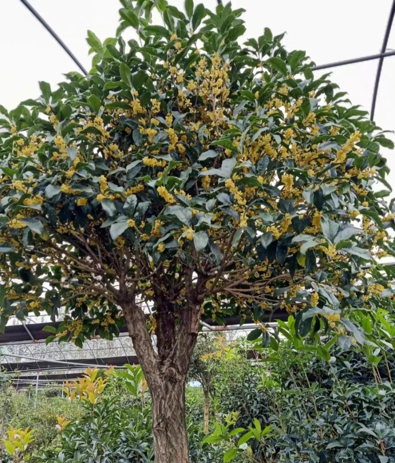 桂花树（金桂）