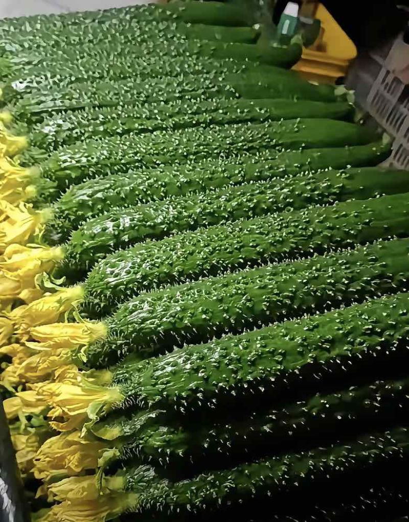 凌源蜜刺黄瓜