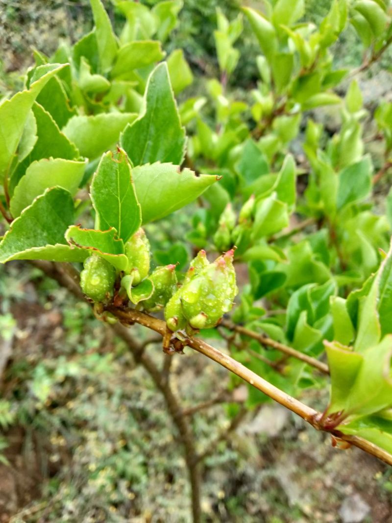 连翘山楂香椿