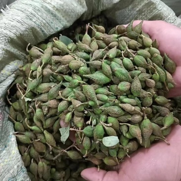 连翘山楂香椿