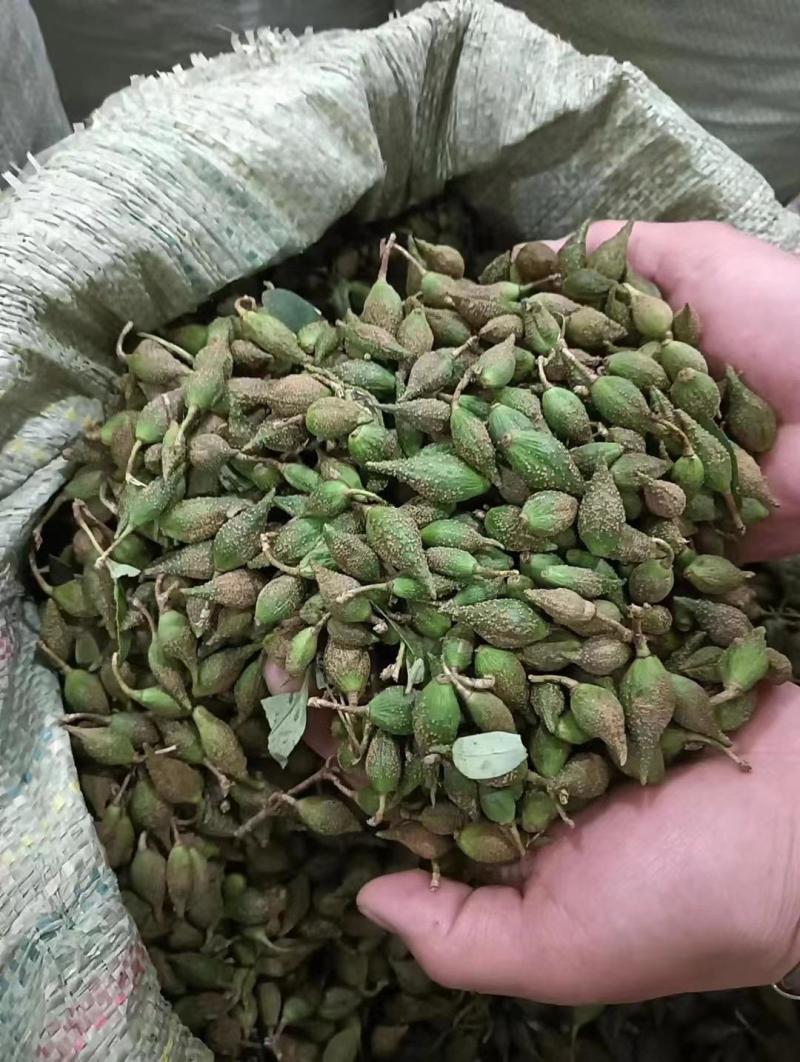 连翘山楂香椿
