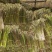 蕨苔，大量发货