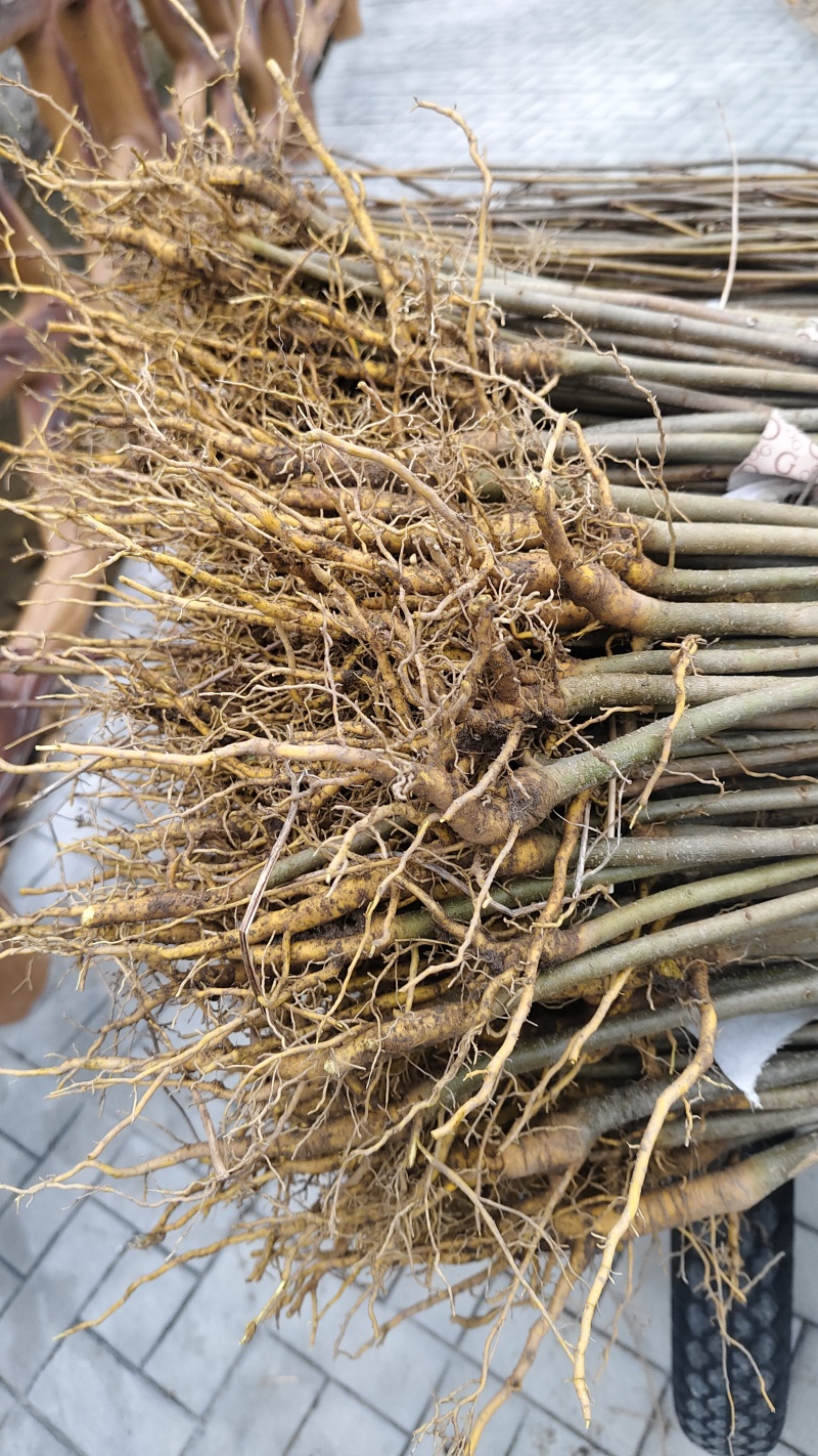 厚皮川黄柏苗木