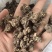 猫爪草
