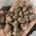 猫爪草