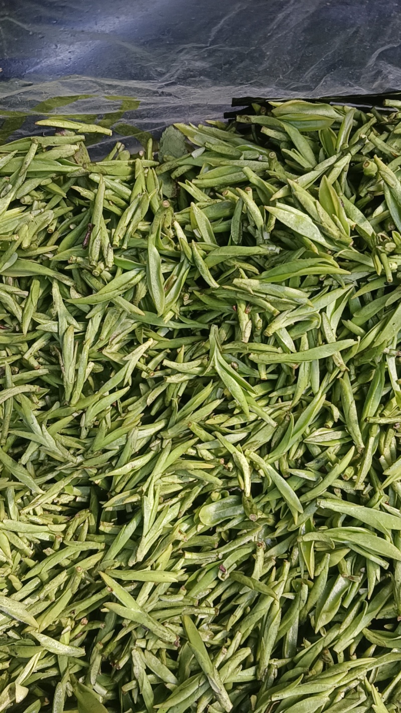 乌牛早