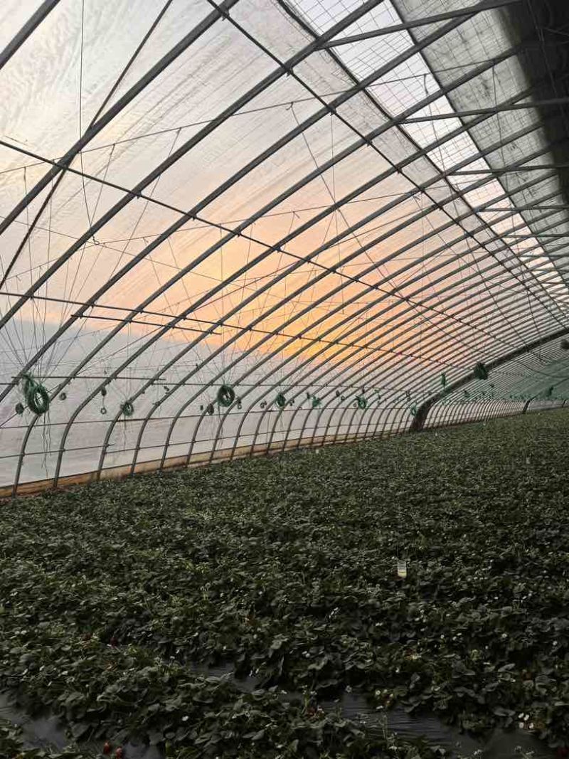 刘家峡奶油草莓