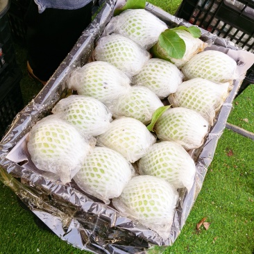 珍珠芭乐精品货