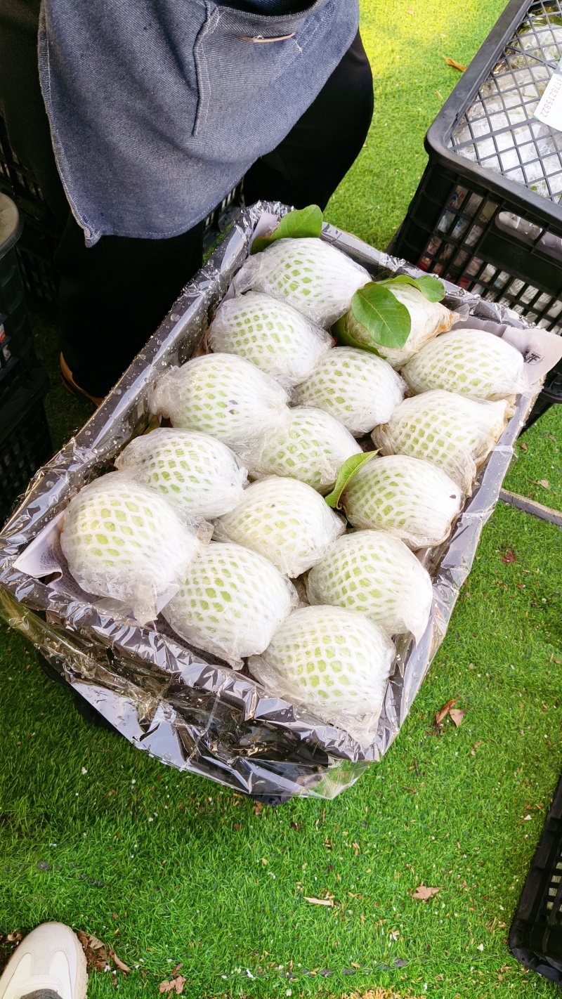 珍珠芭乐精品货