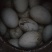 土鹅蛋