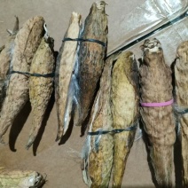 天浆壳果罗摩果3毛一个1斤50元每个里面都有绒