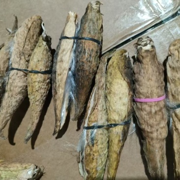 天浆壳果罗摩果3毛一个1斤50元每个里面都有绒