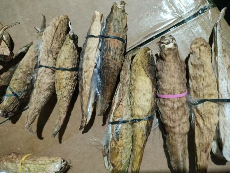 天浆壳果罗摩果3毛一个1斤50元每个里面都有绒