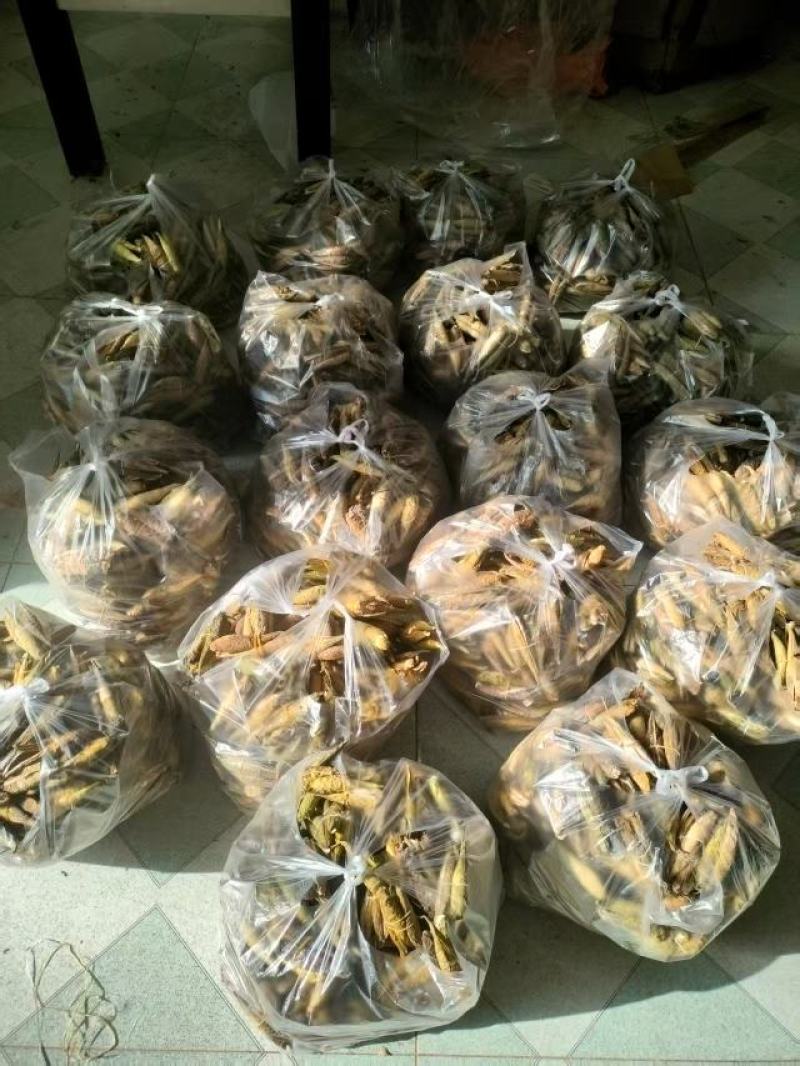 天浆壳果罗摩果3毛一个1斤50元每个里面都有绒