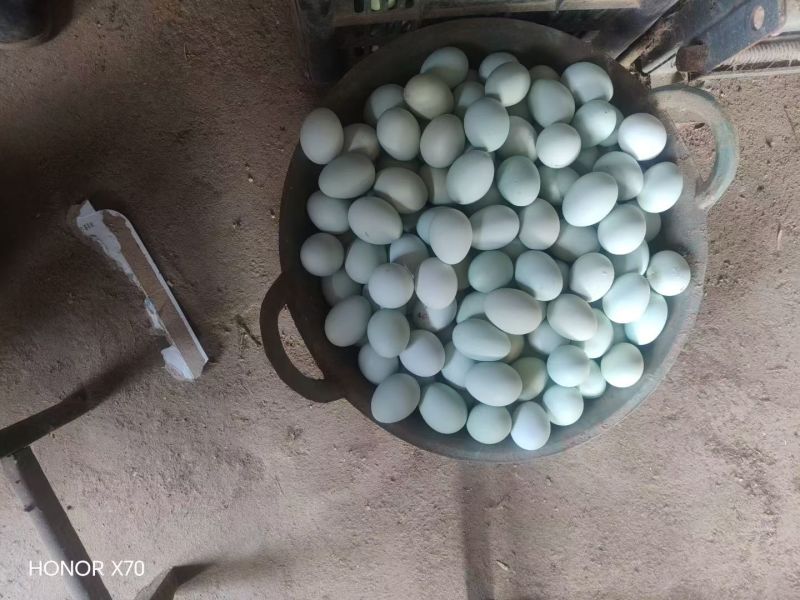 绿壳乌鸡蛋