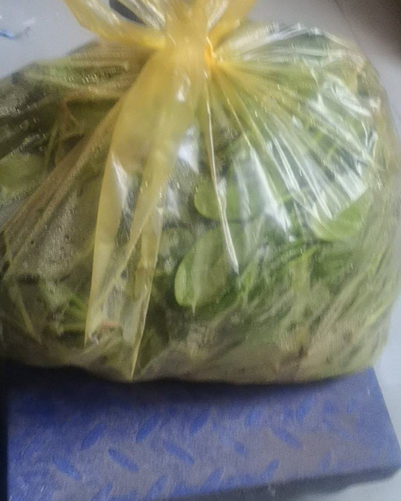 河南省新乡市辉县市扒地菠菜