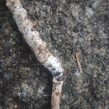遵义野生虫草