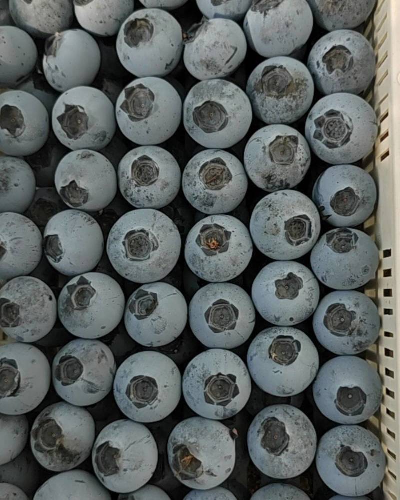 精品蓝莓现摘现发品质保证来电洽谈价格更优惠
