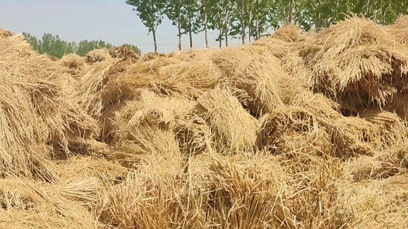稻草，长稻草，铡断稻草，喂牛饲草
