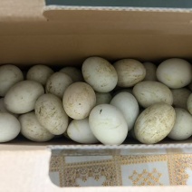 散养鸭蛋
