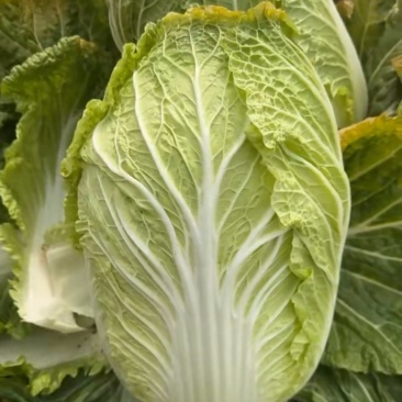 黄心大白菜